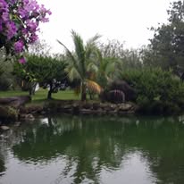 雲林 庭園水池景觀